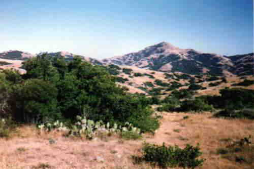 Picture of the landscape around the camping ground, a hilly savannah  with brush  and cactuses.