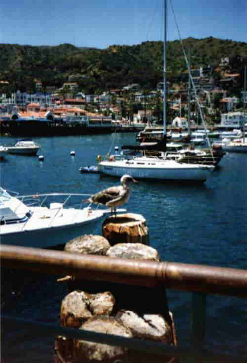 Picture of the Marina, with boats and sea gulls.