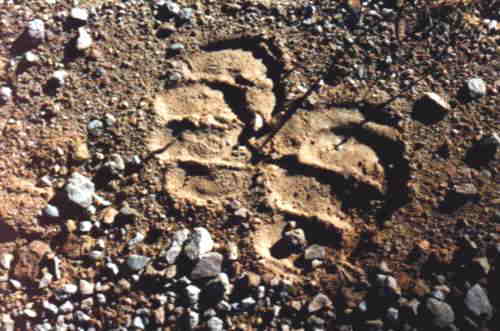 Close up on buffalo (?) footprints.