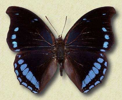 Un papillon bleu