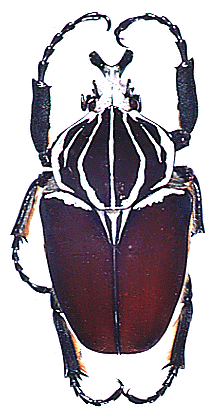 A nice Scarab - Un beau coloptre