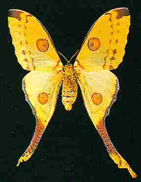 Picture of a giant yellow butterfly