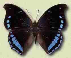 A blue butterflie